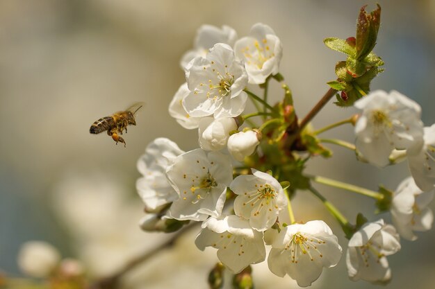 Primer plano de una abeja y una flor de cerezo