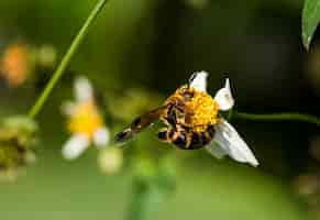 Foto gratuita primer plano de abeja y flor en el jardín