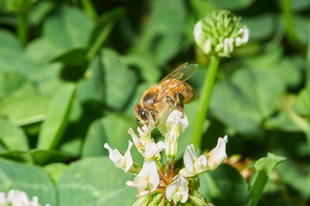 Primer plano de una abeja en una flor de lavanda blanca