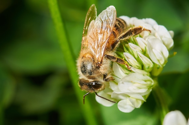 Primer plano de una abeja en una flor de lavanda blanca