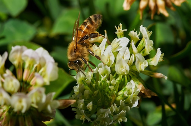 Primer plano de una abeja en una flor de lavanda blanca