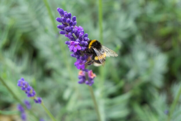 Primer plano de una abeja en una flor de lavanda púrpura