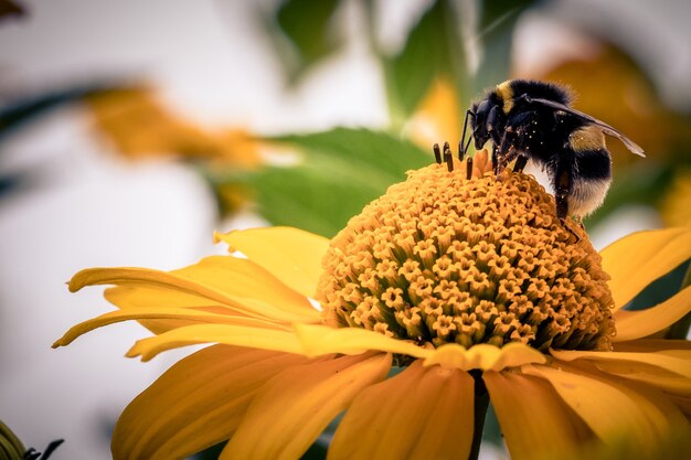 Primer plano de una abeja en una flor de naranja