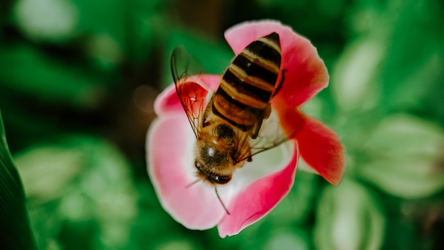 Primer plano de una abeja en una flor rosa