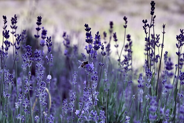 Primer plano de una abeja en una flor violeta