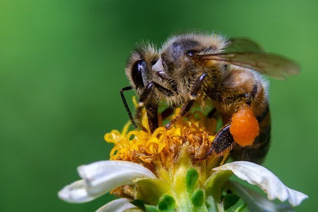 Primer plano de una abeja en una flor