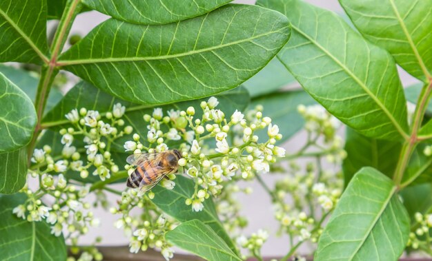 Primer plano de una abeja en la flor