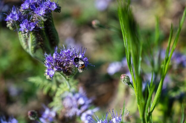 Primer plano de una abeja en una hermosa flor de poleo púrpura