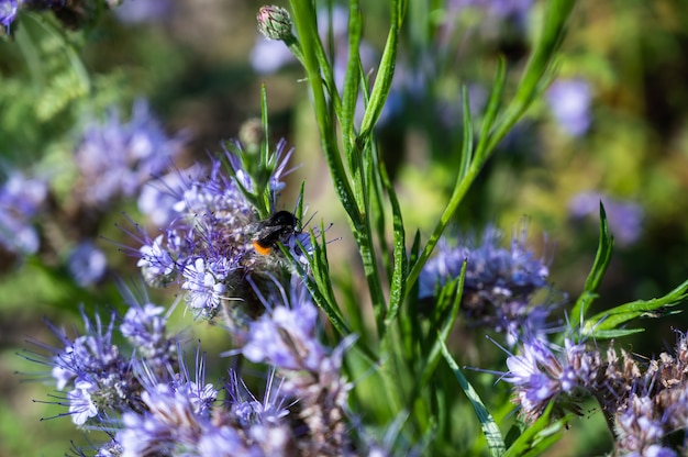 Primer plano de una abeja en una hermosa flor de poleo púrpura