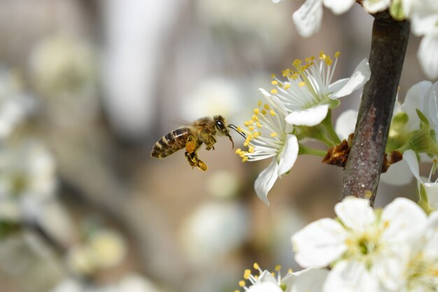 Primer plano de una abeja en hermosas flores de cerezo