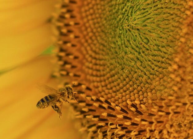 Primer plano de una abeja en un hermoso girasol bajo la luz del sol