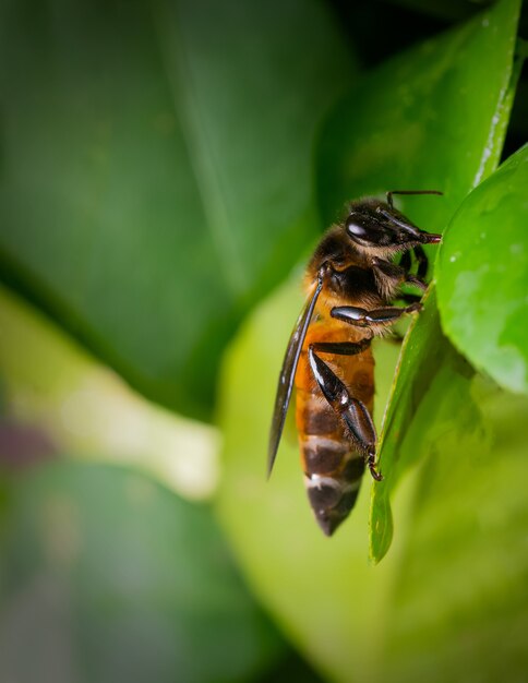 Primer plano de una abeja en una hoja de la planta