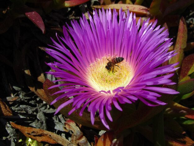 Primer plano de una abeja en un Hottentot-fig en un jardín bajo la luz del sol durante el día en Malta