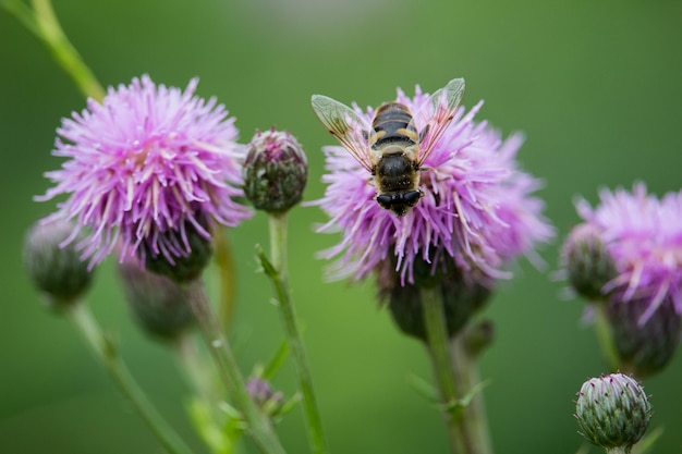 Primer plano de una abeja en mala hierba en un campo bajo la luz del sol