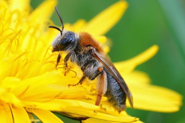 Primer plano de una abeja minera de cola naranja sobre una flor de diente de león