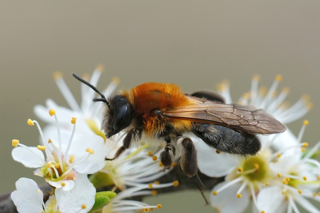 Primer plano de una abeja minera parcheada gris hembra Andrena nitida, bebiendo néctar de la flor blanca