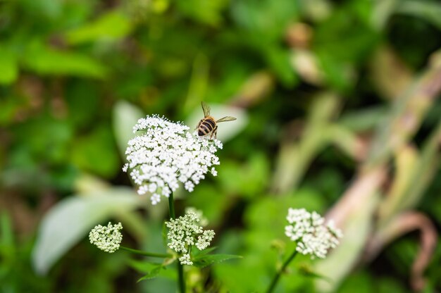 Primer plano de una abeja en perejil de vaca rodeado de vegetación en un campo bajo la luz del sol