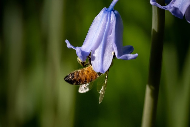 Primer plano de una abeja polinizando dentro de una campanilla púrpura