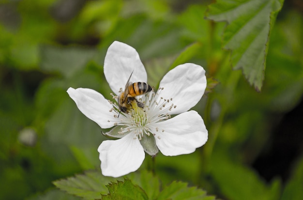 Primer plano de una abeja polinizando una flor blanca