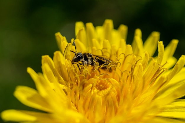 Primer plano de una abeja polinizando sobre la flor amarilla florecida en la naturaleza