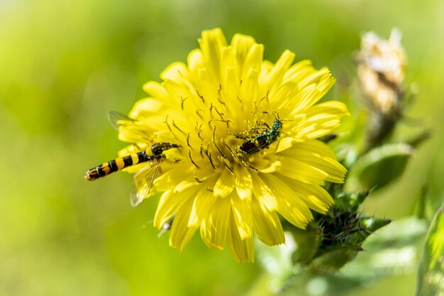 Primer plano de una abeja recogiendo una nectarina de una flor durante la primavera