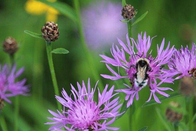 Primer plano de una abeja recogiendo polen en una flor de cardo