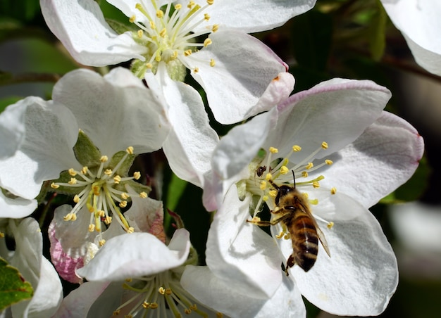 Primer plano de una abeja recolectando néctar de una flor de cerezo blanco en un día soleado