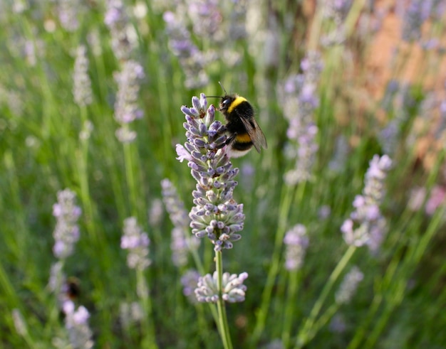 Un primer plano de una abeja recolectando néctar de una flor