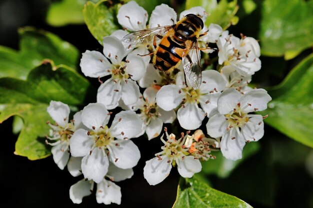 Primer plano de una abeja sentada sobre una flor blanca en un campo cerca de la ciudad de Rijssen en los Países Bajos