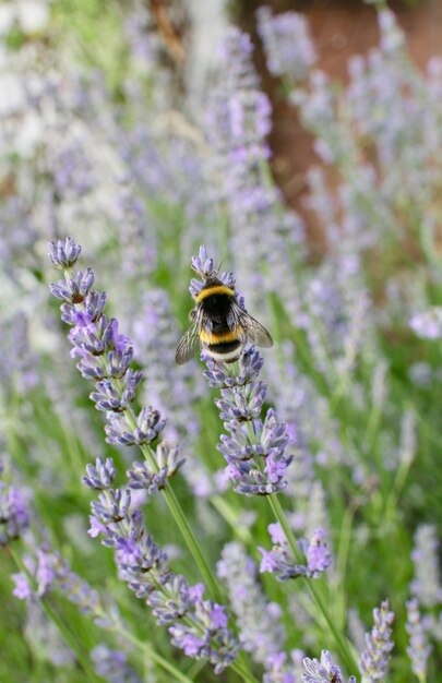 Primer plano de una abeja sentada sobre una flor violeta