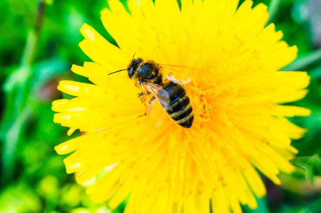 Primer plano de una abeja sobre un diente de león amarillo en el jardín