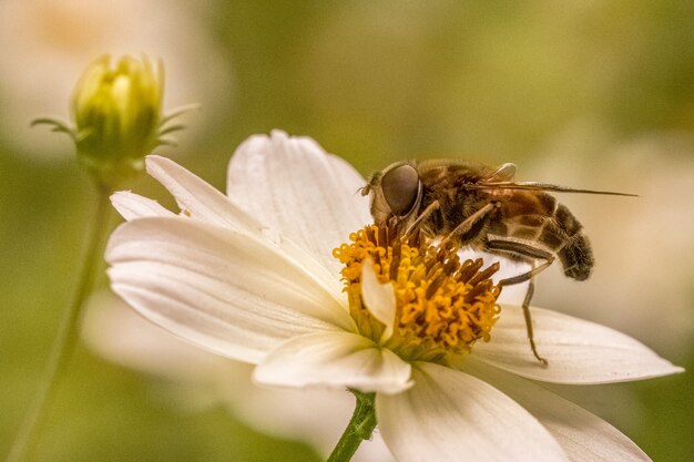 Primer plano de una abeja sobre una flor blanca en un campo bajo la luz del sol con un fondo borroso