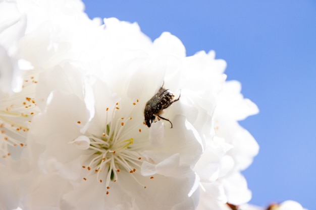 Foto gratuita primer plano de una abeja sobre una flor blanca