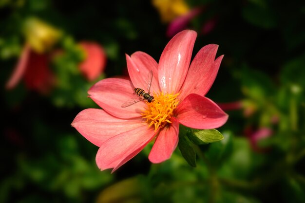 Primer plano de una abeja sobre una flor rosa