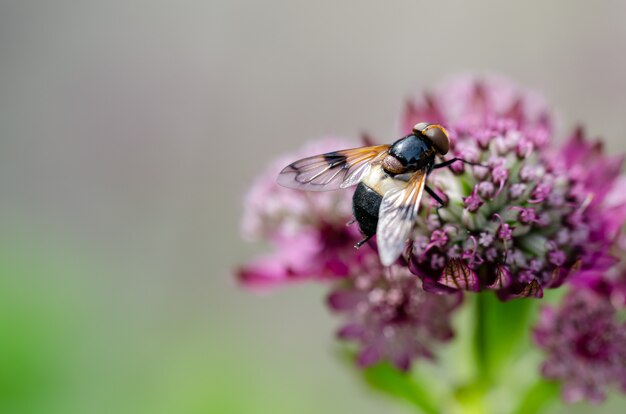 Primer plano de una abeja sobre una flor violeta en el jardín