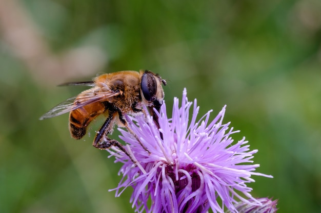 Foto gratuita primer plano de una abeja sobre una flor violeta