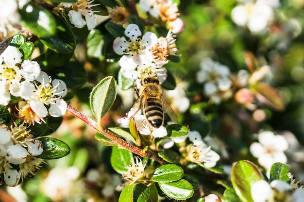 Primer plano de una abeja sobre las flores que aparecen en las ramas del árbol