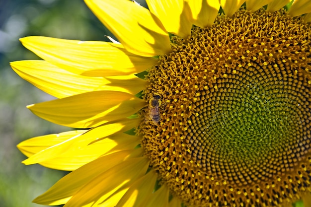 Primer plano de una abeja sobre un girasol en un campo bajo la luz del sol