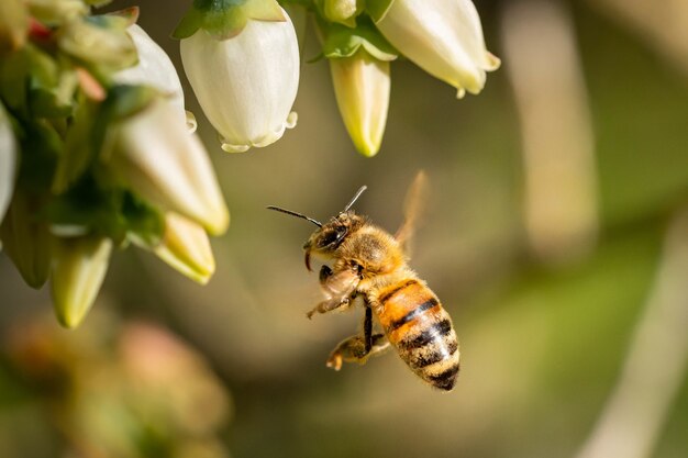 Primer plano de una abeja volando para polinizar flores blancas