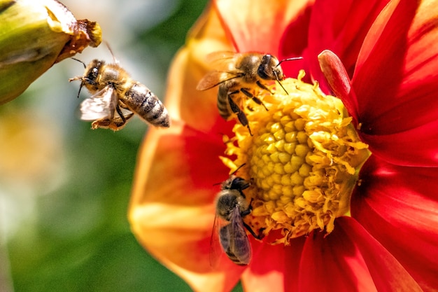 Primer plano de las abejas en una flor roja en un campo bajo la luz del sol con un fondo borroso