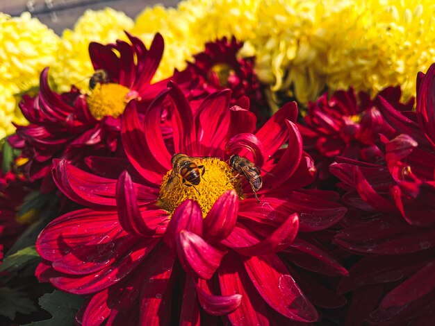 Primer plano de abejas en flores de crisantemo rojo bajo la luz del sol
