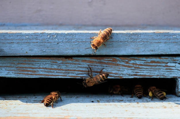 Primer plano de abejas sobre una superficie de madera durante el día