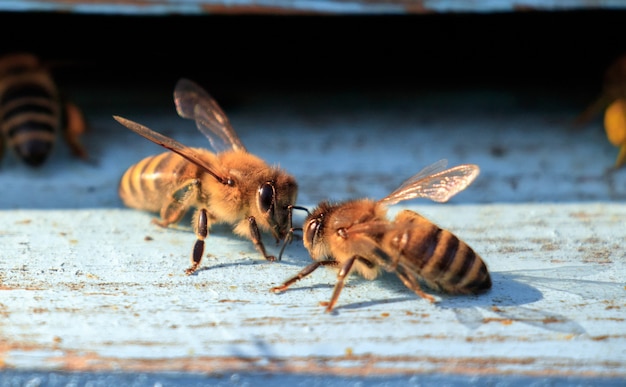 Primer plano de abejas sobre una superficie de madera durante el día