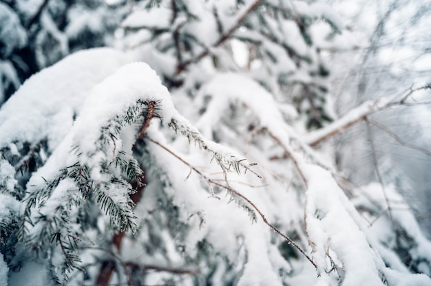 Primer plano de abeto cubierto de nieve