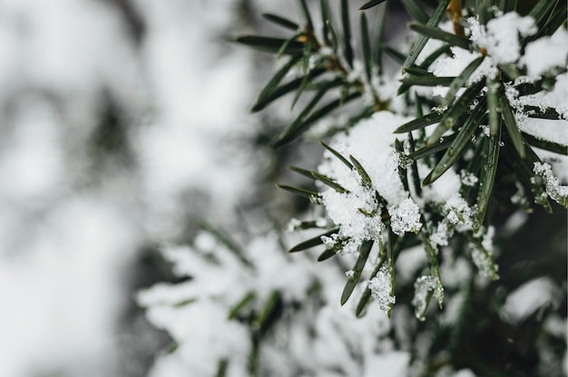 Primer plano de abeto cubierto de nieve