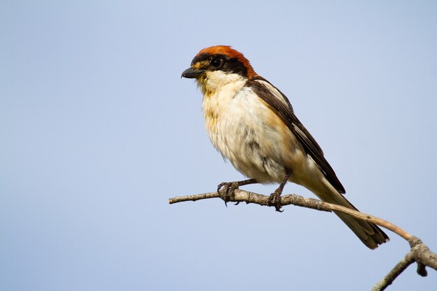 Primer plano de un actuación en `` The Shrike '' pelirrojo sentado en la rama de un árbol