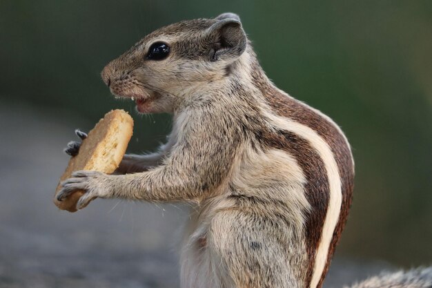 Primer plano de una adorable ardilla gris comiendo una galleta de pie sobre la superficie de piedra