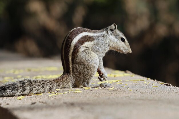 Primer plano de una adorable ardilla de pie sobre la superficie de piedra en el parque