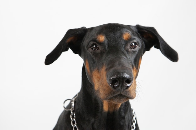 Foto gratuita primer plano de un adorable cachorro aislado en un blanco