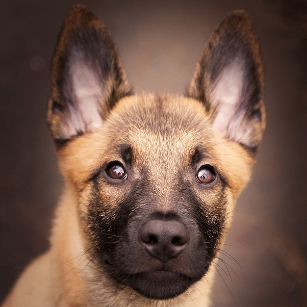 Primer plano de un adorable cachorro pastor belga malinois